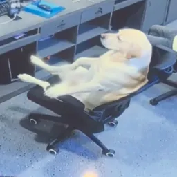 ChillDog