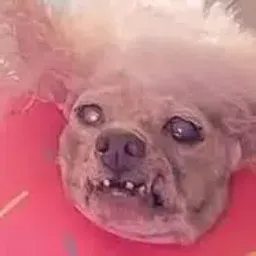 LIDA