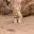 SANDCAT
