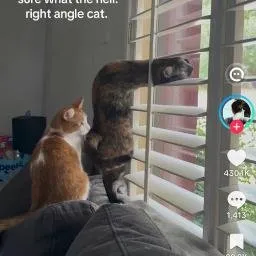 anglecat