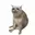 CASHCAT