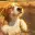 splashdog