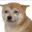 RAPEDOG