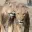 Lions