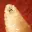 Screwworm
