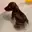 FARTDOG