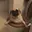 PUG