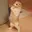 lolcat