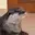 Ottermoka