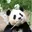 FuBao