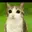 meowl