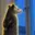 Opossum