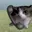 catonfone