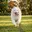 RUN