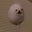 EGGDOG