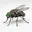FLY