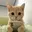 CATWIFFONE