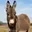 Donkey
