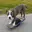 Greyson