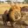 Warthog