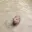 smol