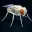 Flyhard