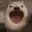 popdog