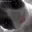 greedycat